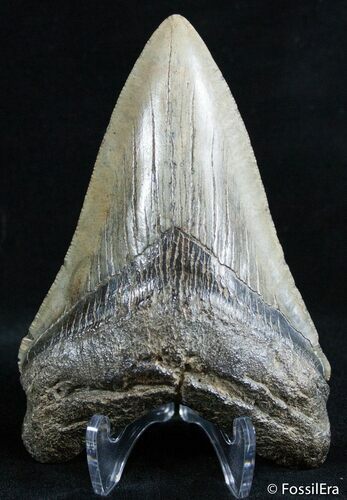 Inch Carolina Megalodon Tooth #2577